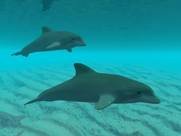 Twee dolfijnen — Stockfoto