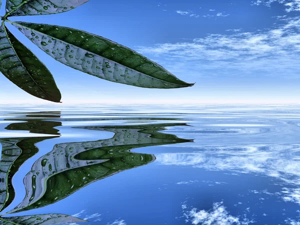 물으로 녹색 잎 — 스톡 사진