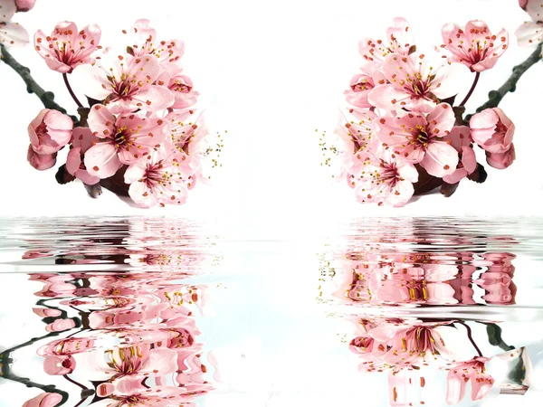 Fiori di ciliegio rosa brillante con riflesso — Foto Stock