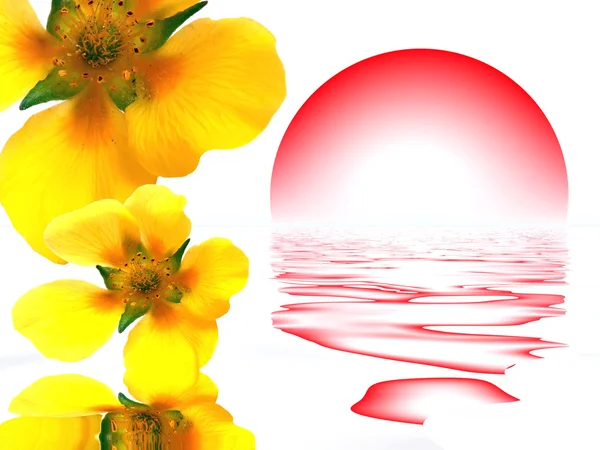 Blomma och solen — Stockfoto