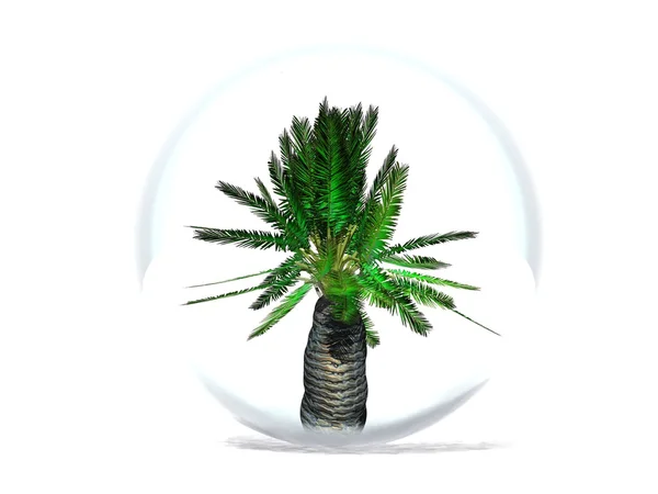 Pulm tree in a bubble — Stock Photo, Image