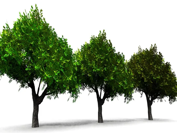 Grønne træer - Stock-foto
