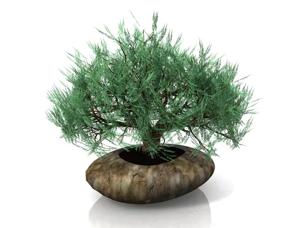 Čínské zelené bonsaje strom — Stock fotografie