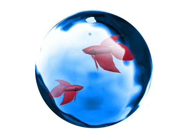 Peixes em uma bolha — Fotografia de Stock