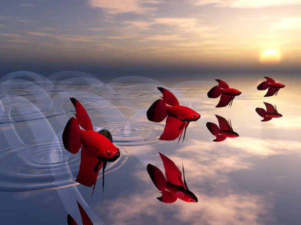 Pesci rossi che saltano fuori dall'acqua — Foto Stock