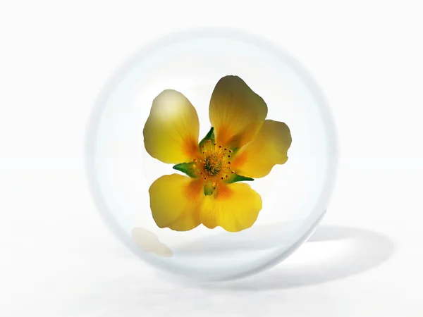 Flower in bubble — Stock Photo, Image
