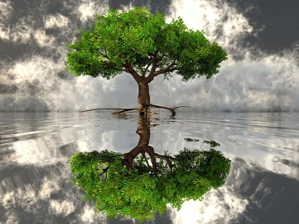 Baum auf dem Wasser — Stockfoto