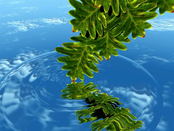 녹색 잎은 물에 반영 — 스톡 사진