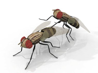 Flies clipart