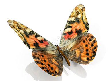 The butterfly clipart