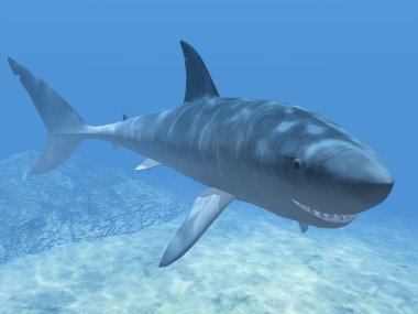 köpekbalığı mavi su