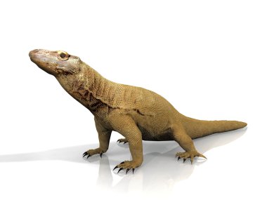 Komodo dragon clipart