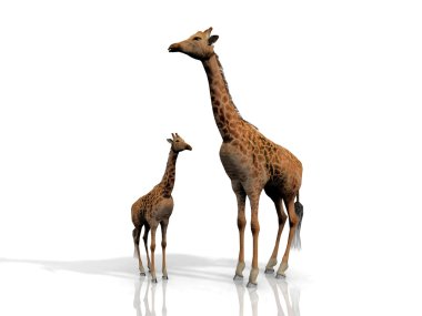 Giraffe mother and baby clipart