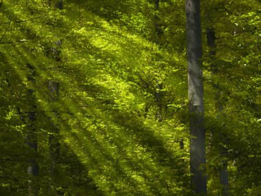 Sunlight in the green forest clipart