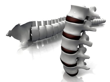 Human spine clipart