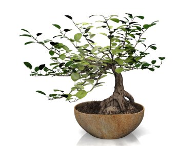 Bonsai tree in a pot clipart