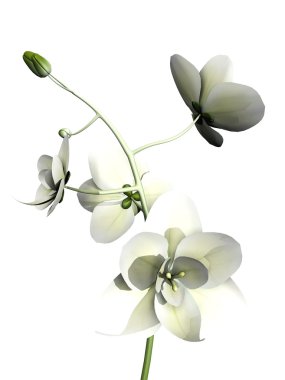 White orchid clipart