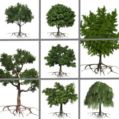 Collage of trees clipart