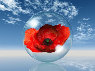 Red poppy in the bubble clipart