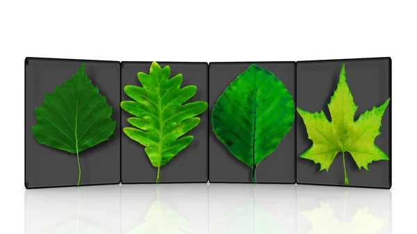 4 green leaves of trees — Stock Photo, Image