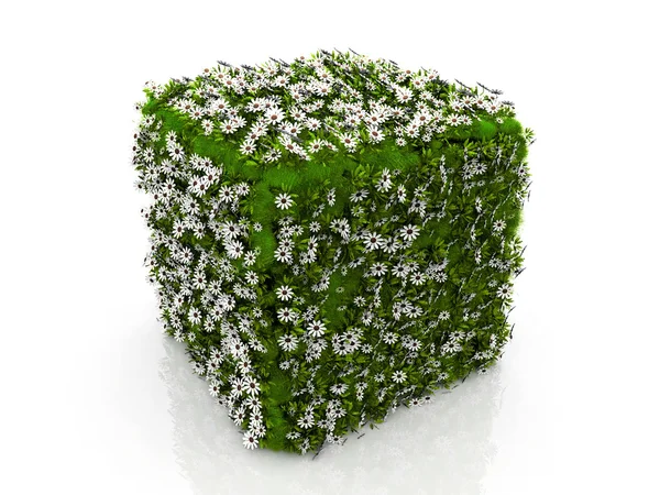Cube grass and flowers — Stock Photo, Image