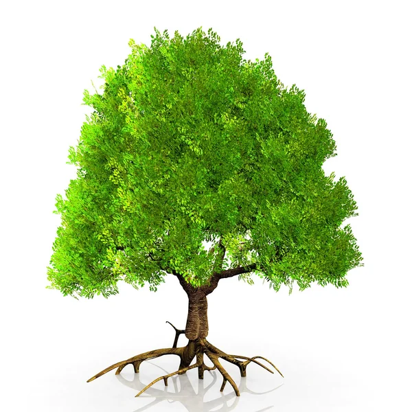 A tree — Stock Photo, Image