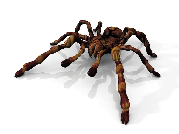 The tarantula — Stock Photo, Image