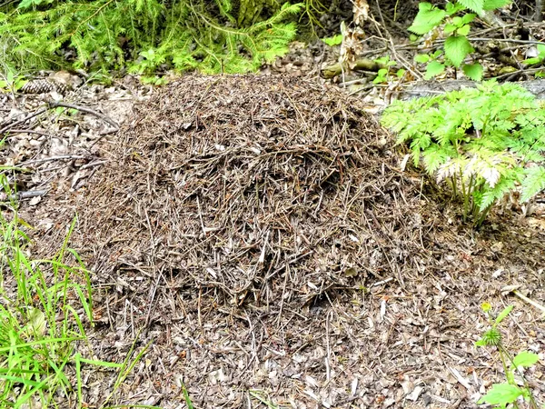 The ant hill of wood