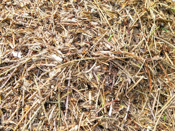La colina de hormigas de madera —  Fotos de Stock