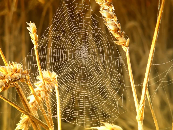 Spinne in ihrem Netz im Weizen — Stockfoto