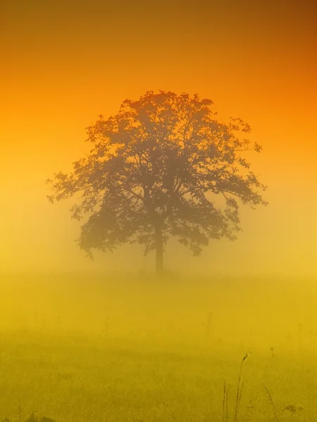 Дерево вранці — стокове фото