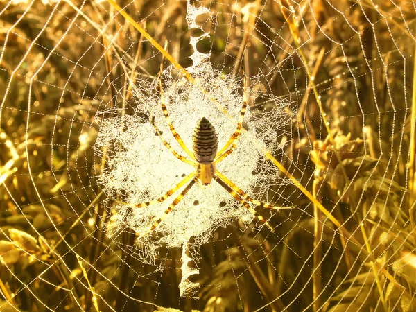 Aranha em sua teia no trigo — Fotografia de Stock