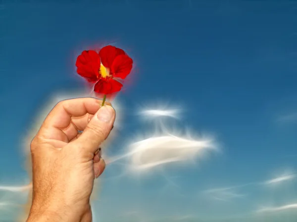 Poppy el ve mavi gök — Stok fotoğraf