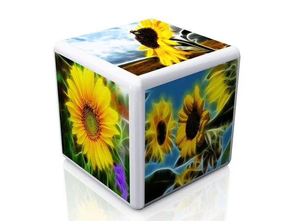 Cube et fleurs photos — Photo