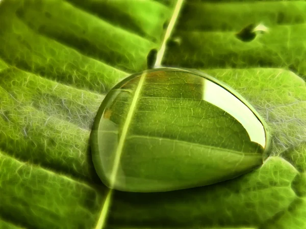 Пузырь воды на листе — стоковое фото