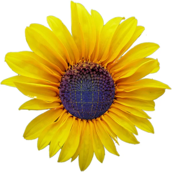 Sonnenblume und Solarzelle — Stockfoto