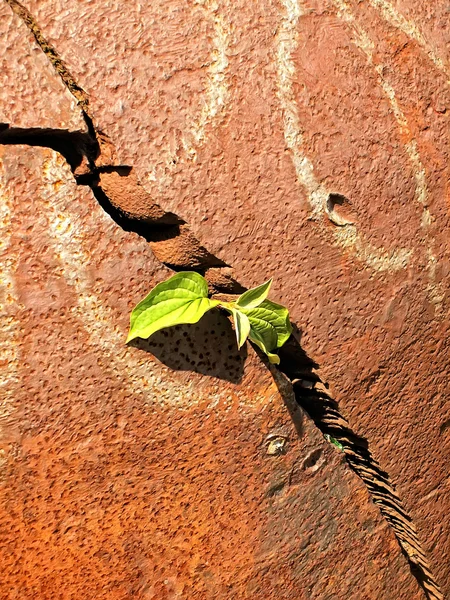 Зелена рослина та іржавий метал — стокове фото