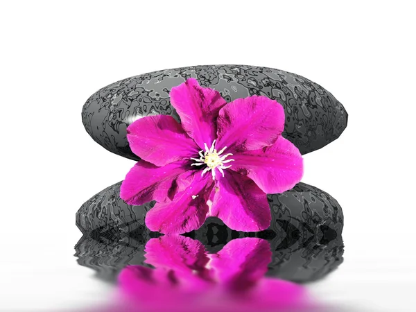 stock image Flower and stone and reflections on water