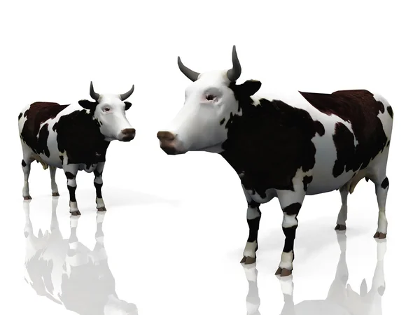 Dos vacas sobre un fondo blanco — Foto de Stock