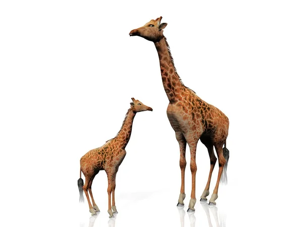 长颈鹿和小长颈鹿 — 图库照片
