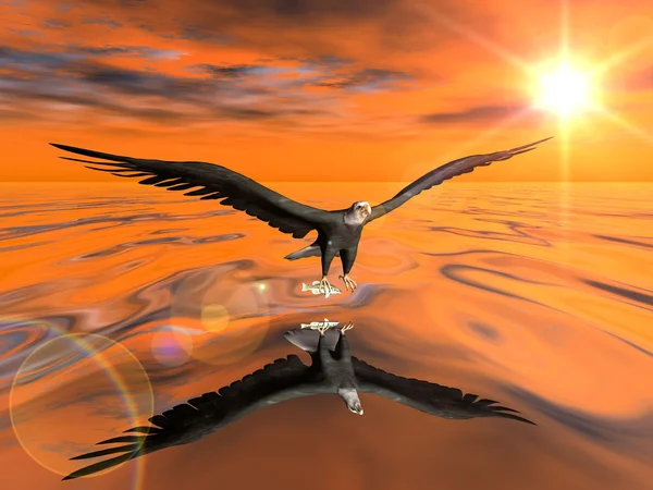 A águia voa sobre a água — Fotografia de Stock
