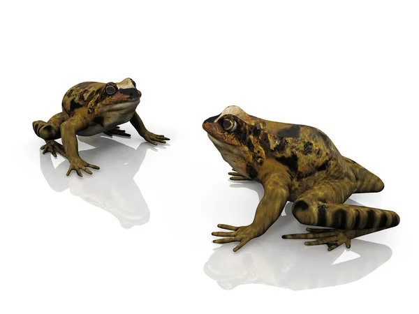 Dvě žáby na bílém pozadí — Stock fotografie