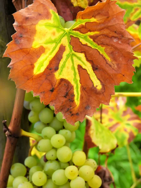 Cultura de videiras e uvas — Fotografia de Stock