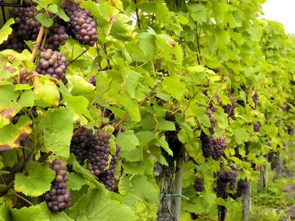 Культура винограда и винограда — стоковое фото