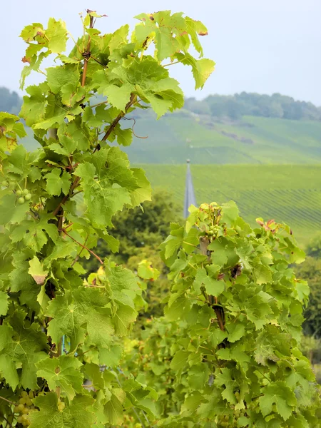 Cultuur van wijngaarden en druiven — Stockfoto