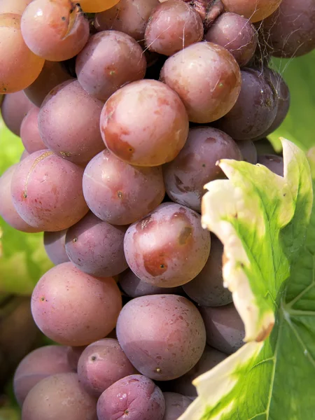 Culture de la vigne et du raisin — Photo