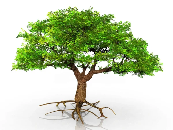 Zelený strom — Stock fotografie