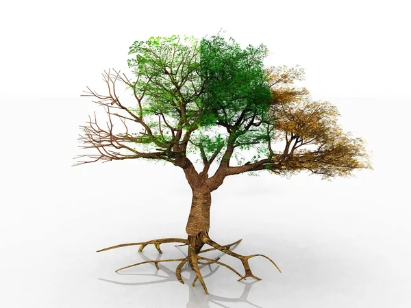 L'albero con quattro stagioni — Foto Stock