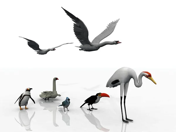 Vögel auf weißem Hintergrund — Stockfoto