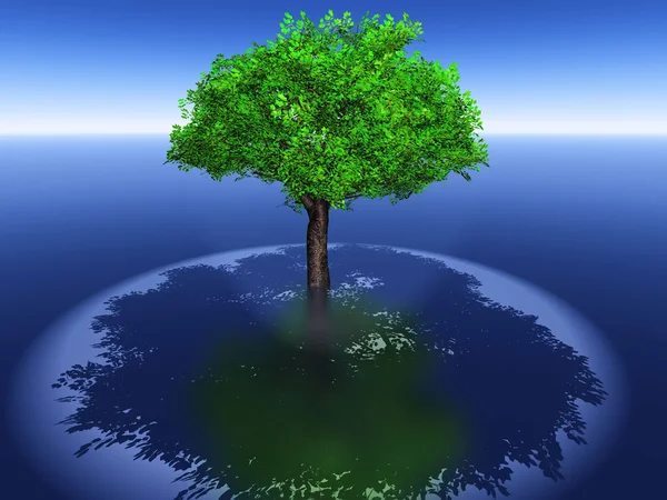 A árvore verde e sua sombra — Fotografia de Stock